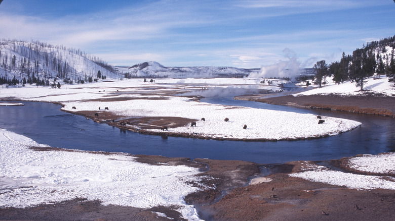 Winter in Yellowstone National Park