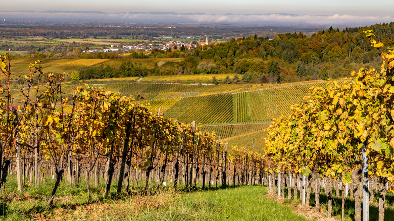 Varnhalt vineyard near Baden-Baden Germany