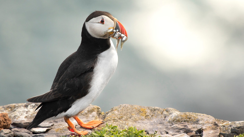 Close-up image of an Atlantic puffin with sandeels in its beak, photographed on Skellig Michael island in County Kerry, Ireland