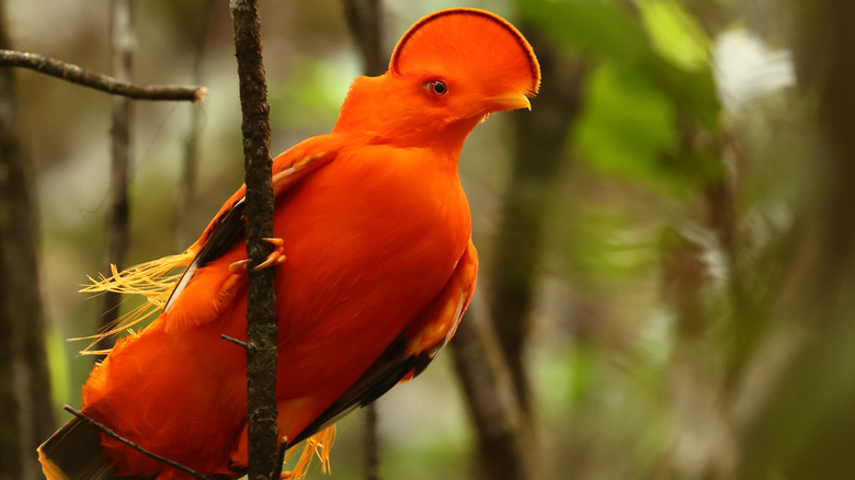 A close up of the Guianan Rupicola rupicola in the Guiana Amazonian Park