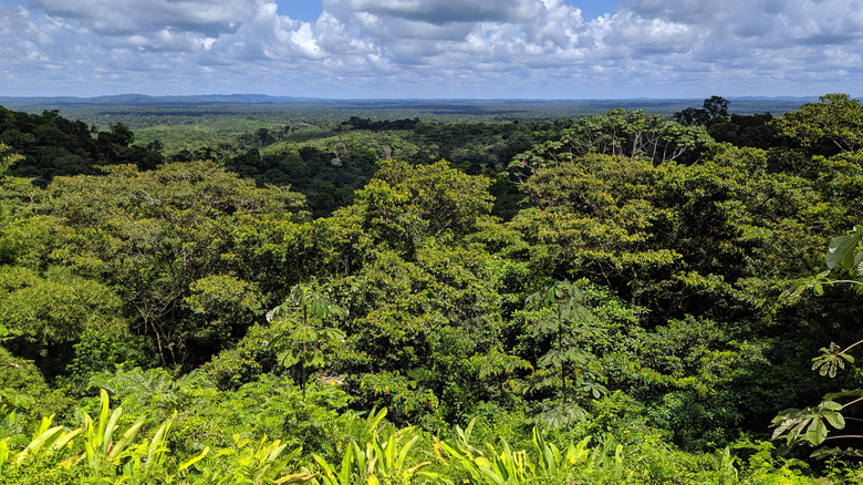 Aerial view of treetops of Parc amazonien de Guyane