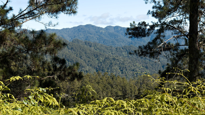 Lush forested mountain peaks on the Pico Duarte trail