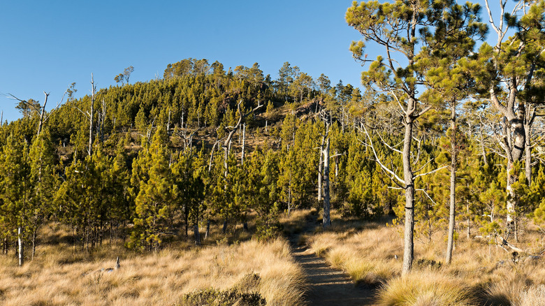 Trail through grasslands and trees to Pico Duarte