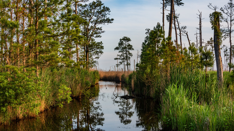 Backwater reflections at dusk, Blackwater National Wildlife Refuge, Maryland
