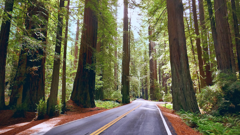 Partially shaded road through California red woods