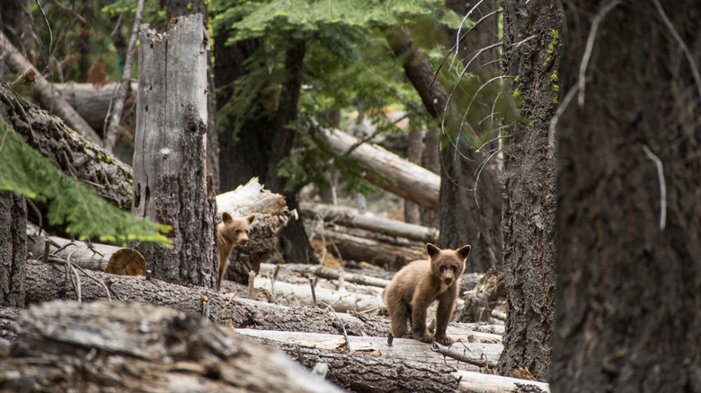 Back bear cubs in forest in Lake Tahoe