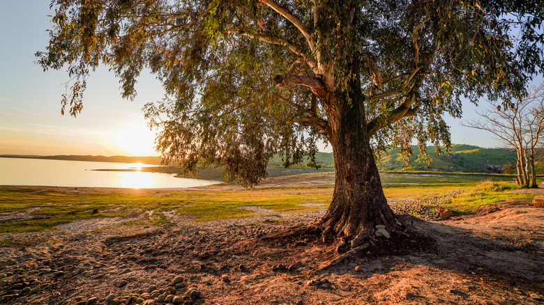 Millerton Lake State Recreation Area near Fresno, California