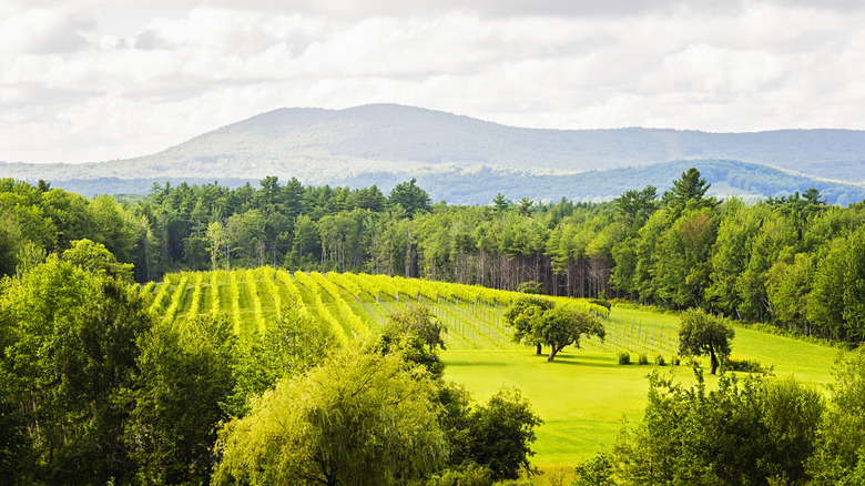 Maine vineyards within countryside