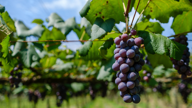 Grapes on the vine