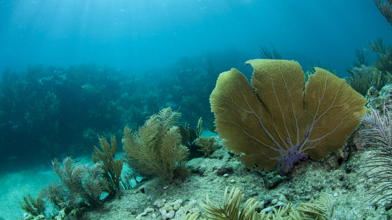 A sea fan underwater at Looe Key, where the underwater music festival takes place