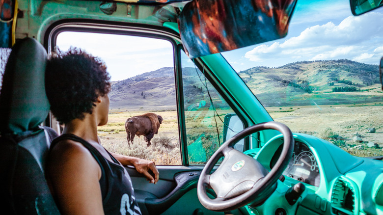 A person looking out the window of car at bison at Yellowstone National Park