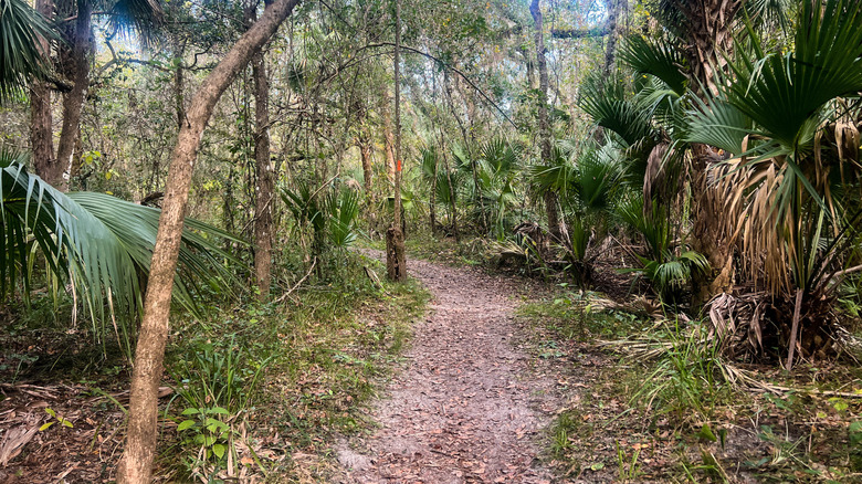 Trail going through woods lined with palm trees on Kolokee Trail in Little Big Econ State Forest