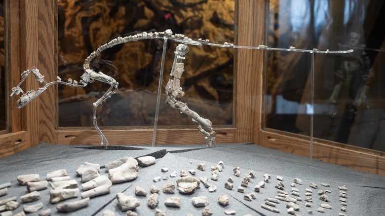 Small dinosaur skeleton in Montana
