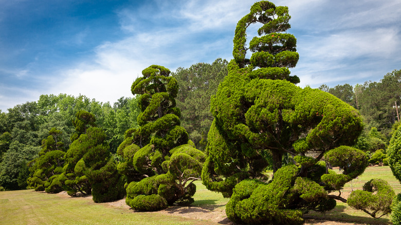 Pearl Fryar Topiary Garden shrubs on clear summer day.