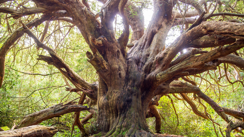 Ancient, gnarled yew tree with many branches at Kingley Vale in South Downs National Park