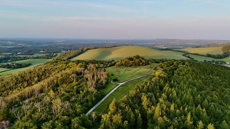 Path through rolling green hills and forest in South Downs National Park