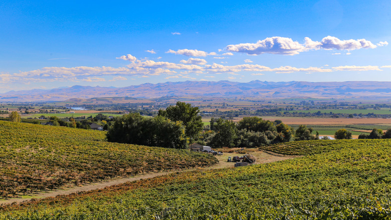 Vinyards near Caldwell, ID