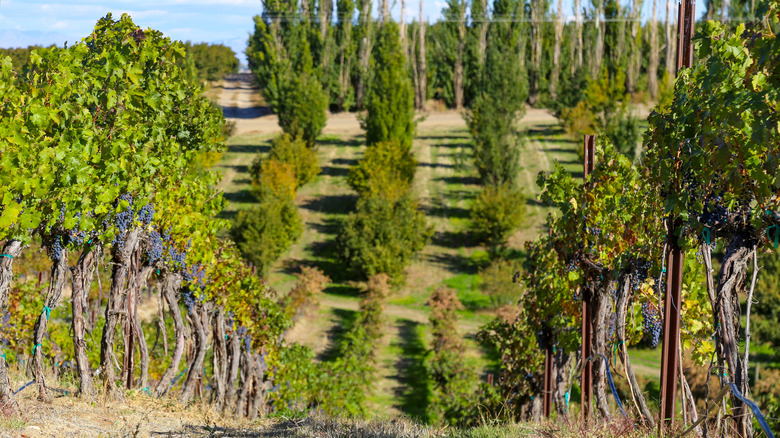 Grapes growing near the Snake River