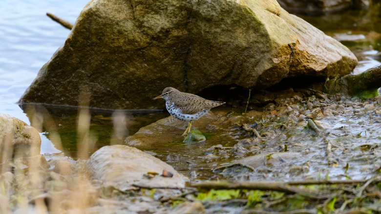 A spotted sandpiper walks along the rocky shores of Lake Huron near Tawas Point State Park
