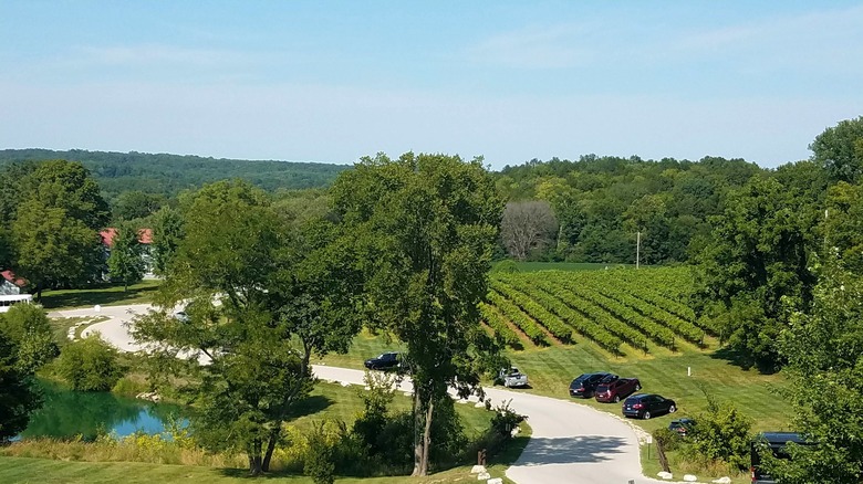 A Missouri vineyard drive winding through trees, green lawn, and rows of vines with forests all around