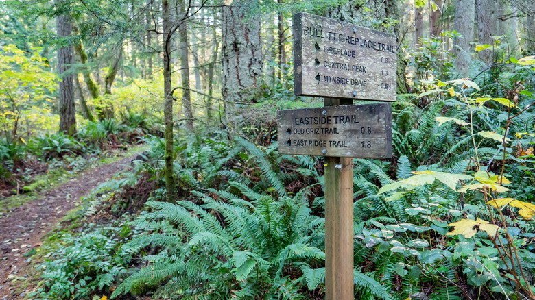 Trail markers on Squak Mountain