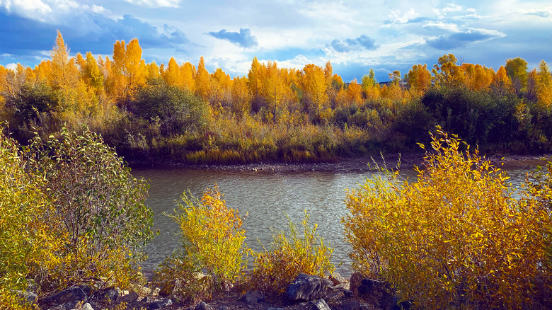 Fall colors in Bear River State Park in Evanston, Wyoming