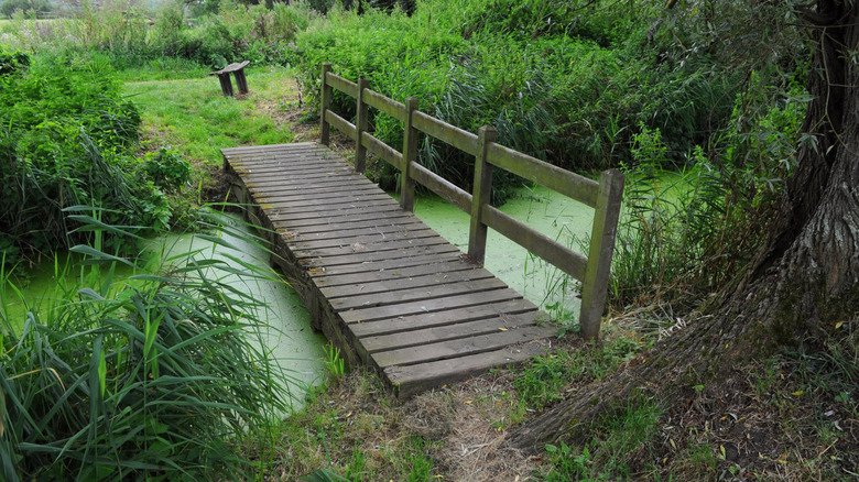 A wooden footbridge over marshy wetlands in the lush natural surroundings in Beccles in Suffolk County England