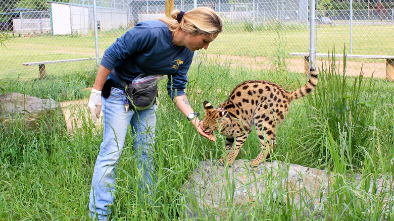 Park worker feeding wild cat at Great Cats World Park