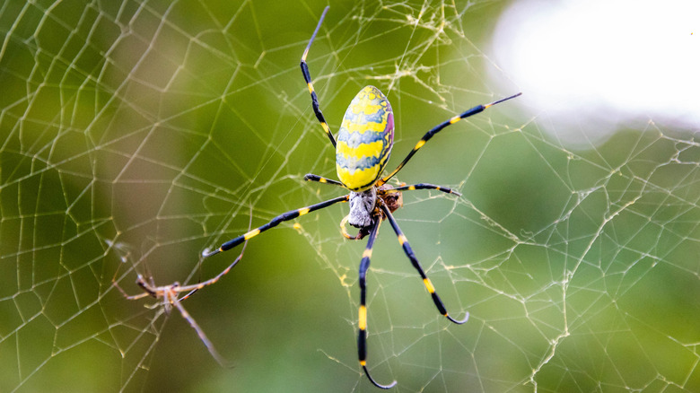 Yellow and gray striped spider called Joro spider