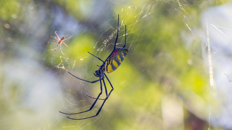 Small male Joro spider approaching a much larger yellow and gray striped female Joro spider