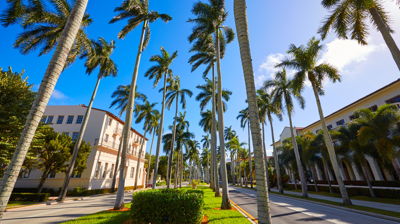 Palm-tree lined streets in Royal Palm Way in Palm Beach