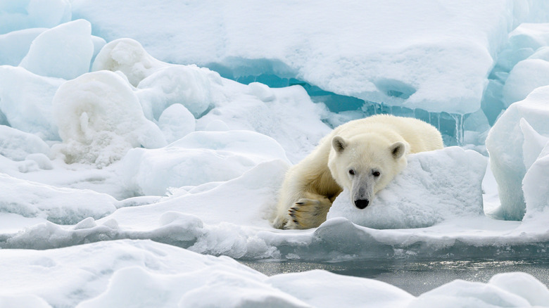 A polar bear lying on ice in Spitsbergen, Norway
