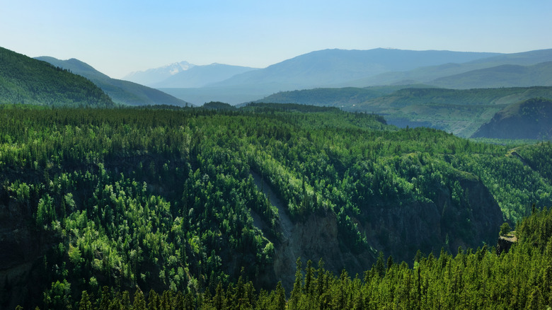 Forest-covered hills in the Stikine River Provincial Park