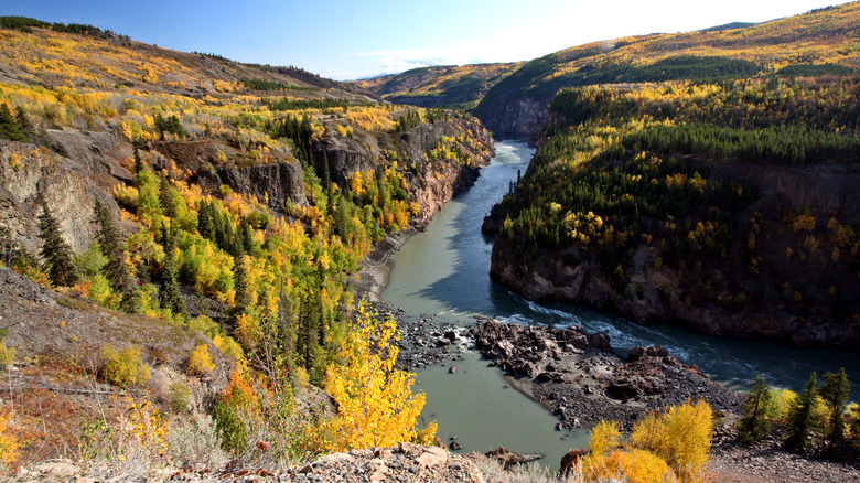 Colorful trees along the gorge of the Stikine River