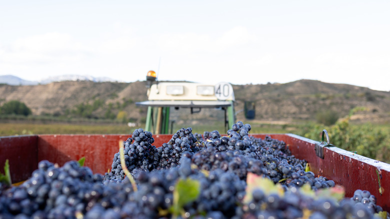 A truckload of Concord grapes freshly harvested