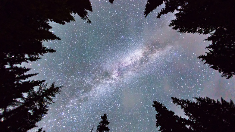 Milky Way viewed from forest