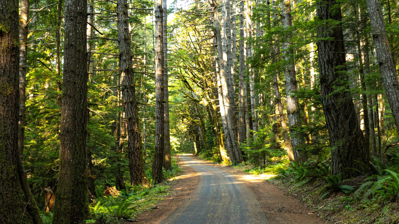A forest of trees along Washington's Olympic Discovery Trail