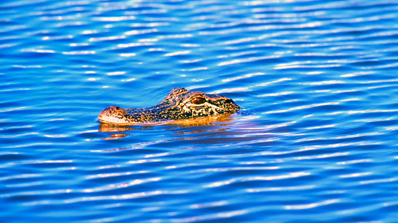 An alligator swimming through Sabine National Wildlife Refuge, Louisiana.