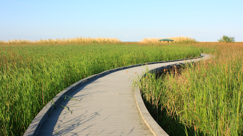 A boardwalk arcs across the marshes of Sabine National Wildlife Refuge, Louisiana