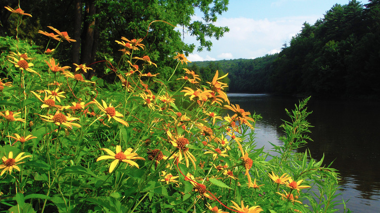 Paddling the Clarion River at Cook Forest State Park and Clear Creek State Park, PA