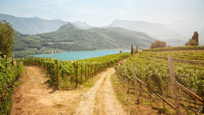 Lago di Caldaro with vineyards on its slopes, Alto Adige, Province of Bolzano