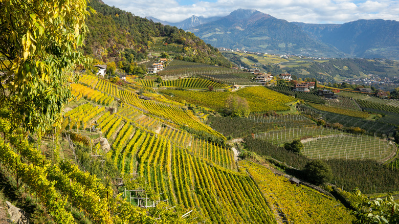 Vineyards in Alto Adige