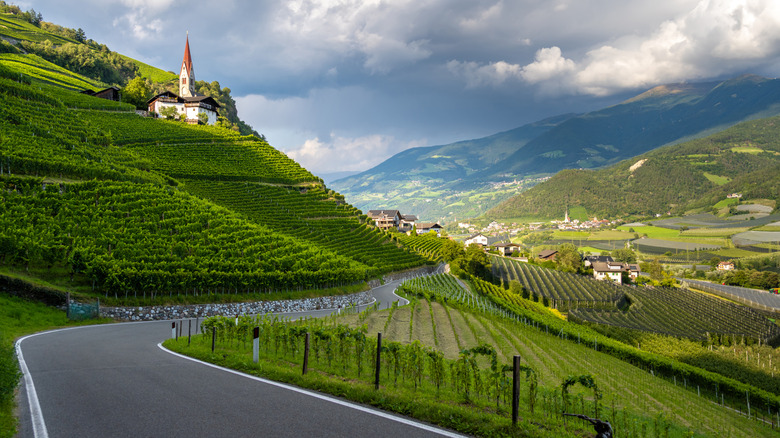 Alto Adige vineyards