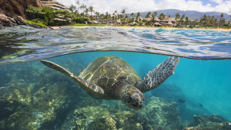 Sea turtle off of Ka'anapali Beach