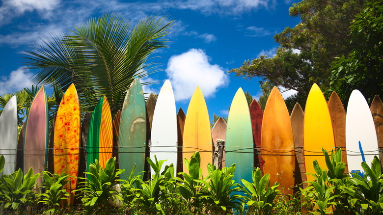 Line of surfboards in Maui