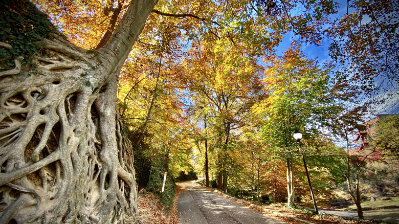 Windy tree roots during the fall by a walking path in a park