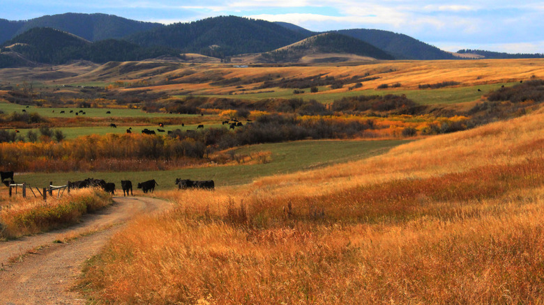 Fields north of Lewistown, Montana