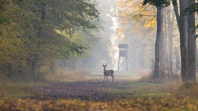 A young deer standing in the road