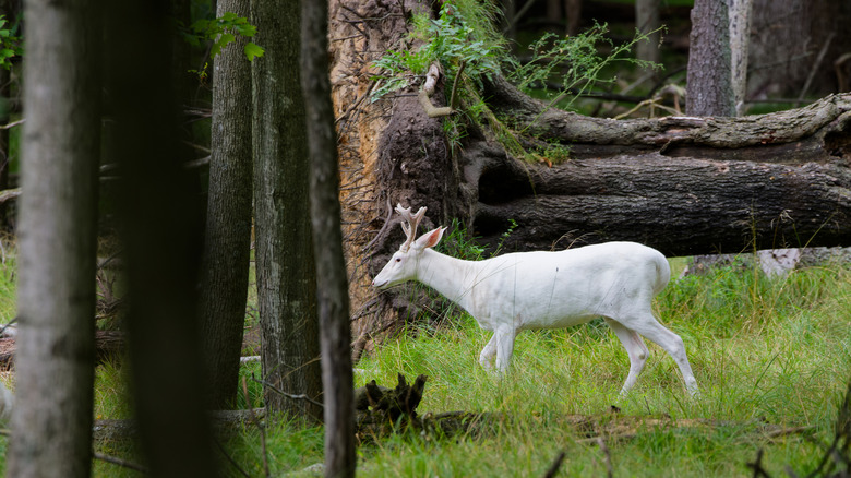 A stark-white deer in the woods