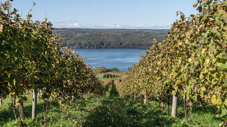 Grapes growing at Seneca Lake vineyard